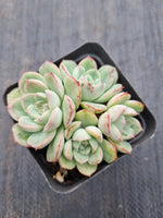 *GLGhybrid(1-413) Echeveria Derenbergii hybrid 船长杂
