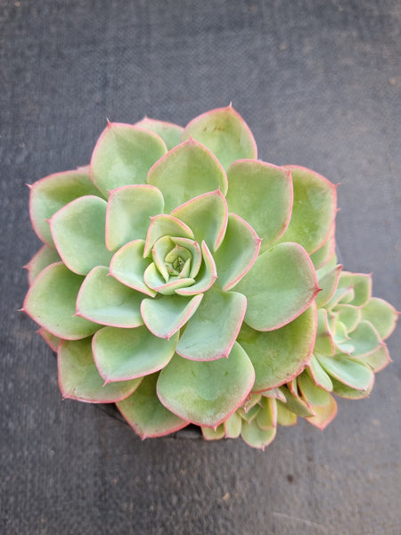 *GLGhybrid (2-239) Echeveria 'Morning Dew' hybrid 晨露杂