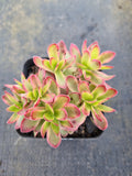 Crassula Dejecta variegated 天狗之舞锦
