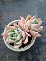 *GLGhybrid(2-342) Echeveria Mexican Giant hybrid 巨人杂