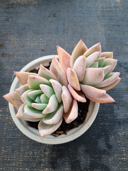 *GLGhybrid(2-342) Echeveria Mexican Giant hybrid 巨人杂