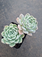 *GLGhybrid(1-808) Echeveria Hyalina hybrid 海琳娜杂