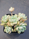*GLGhybrid(1-1329) Echeveria Elegans 'Alba' hybrid 白月影杂
