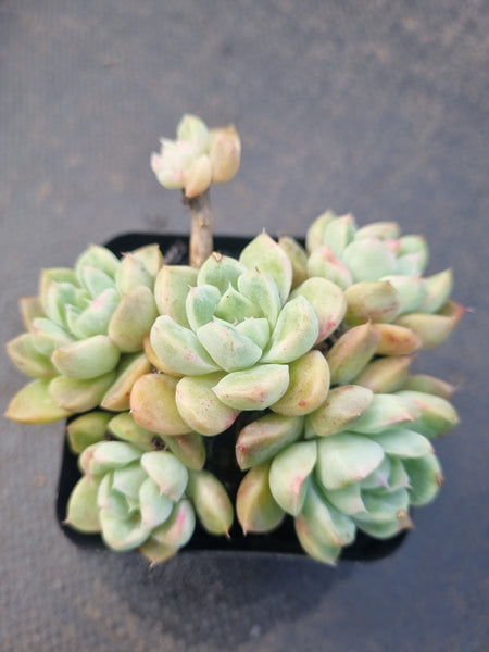 *GLGhybrid(1-1329) Echeveria Elegans 'Alba' hybrid 白月影杂