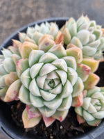 *GLGhybrid(2-271) Echeveria Iria hybrid 伊利亚杂