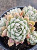 *GLGhybrid(2-271) Echeveria Iria hybrid 伊利亚杂