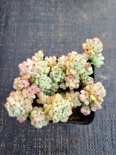 *GLGhybrid(1-1285) Sedum Perezdelarosae hybrid 焦糖精灵杂