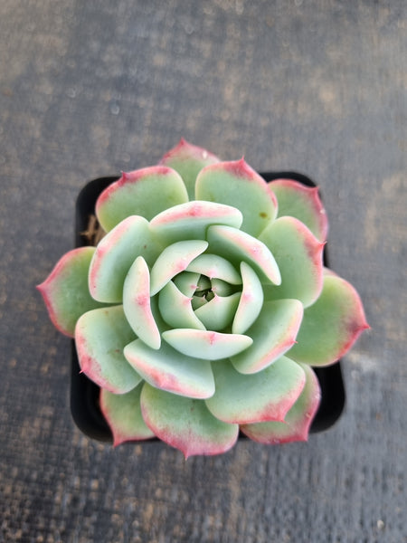 *GLGhybrid(1-1288) Echeveria Laulensis hybrid 劳伦斯杂