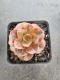 Echeveria Melaco 巧克力方砖