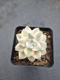 Graptopetalum Paraguayense ssp. Bernalense variegata 美杏锦