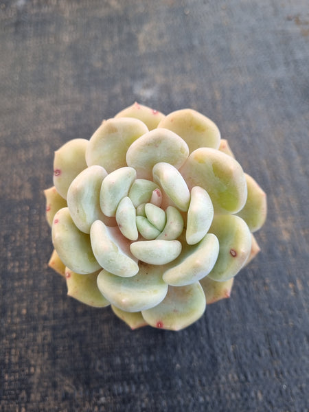 *GLGhybrid(1-1244) Pachyveria Elaine hybrid 香水杂