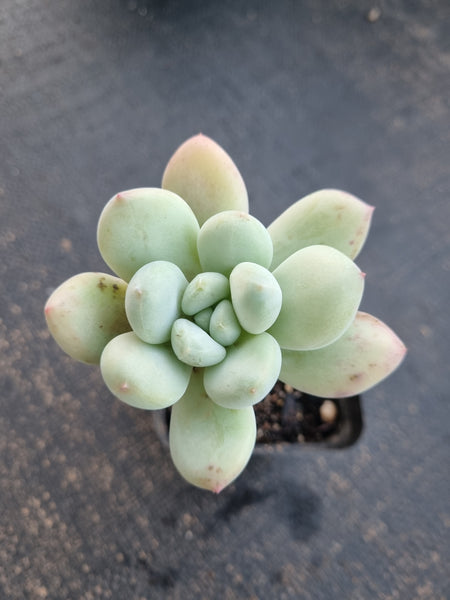 *GLGhybrid(1-791) Pachyveria Elaine hybrid 香水杂