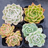 *GLGhybrid(1-507) Special hybrid pack of 4