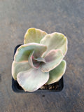 Echeveria Decora (variegated plants) 德克拉锦