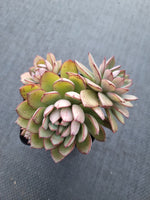 *GLGhybrid(1-999) Echeveria Ballsii Hybrid 灰姑娘杂