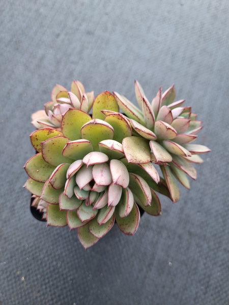*GLGhybrid(1-999) Echeveria Ballsii Hybrid 灰姑娘杂