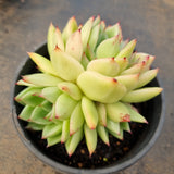 *GLGhybrid(2-17) Echeveria Agavoides hybrid 东云杂