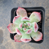 Echeveria Colorata 卡罗拉