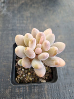 *GLGhybrid(1-1292) Pachyphytum Baby Finger hybrid 婴儿手指杂