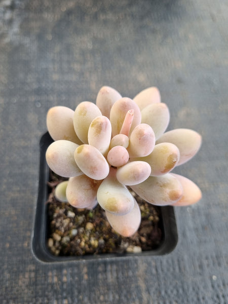 *GLGhybrid(1-1292) Pachyphytum Baby Finger hybrid 婴儿手指杂