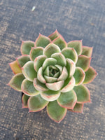 *GLGhybrid(1-252) Echeveria Dark Ice hybrid 暗冰杂