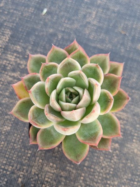 *GLGhybrid(1-252) Echeveria Dark Ice hybrid 暗冰杂