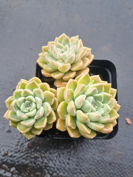 *GLGhybrid(1-1503) Graptopetalum Mendozae hybrid 丸姬杂