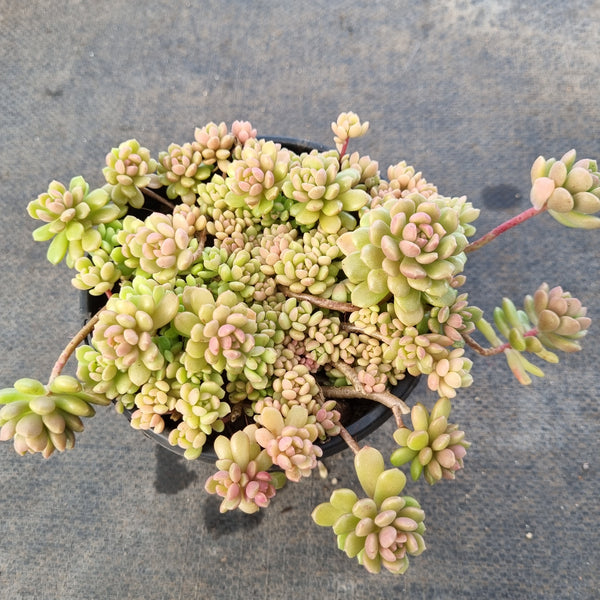 11cm pot GLGhybrid Graptopetalum Cherry Danko 樱丸