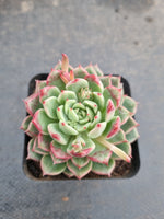 *GLGhybrid(1-954) Echeveria cuspidata var. Zaragozae hybrid 黑爪杂
