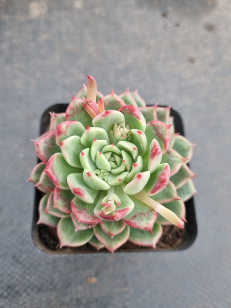 *GLGhybrid(1-954) Echeveria cuspidata var. Zaragozae hybrid 黑爪杂