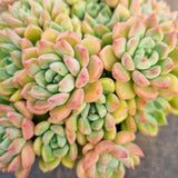 *GLGhybrid(2-50) Echeveria Sierra Hybrid 爱斯诺杂