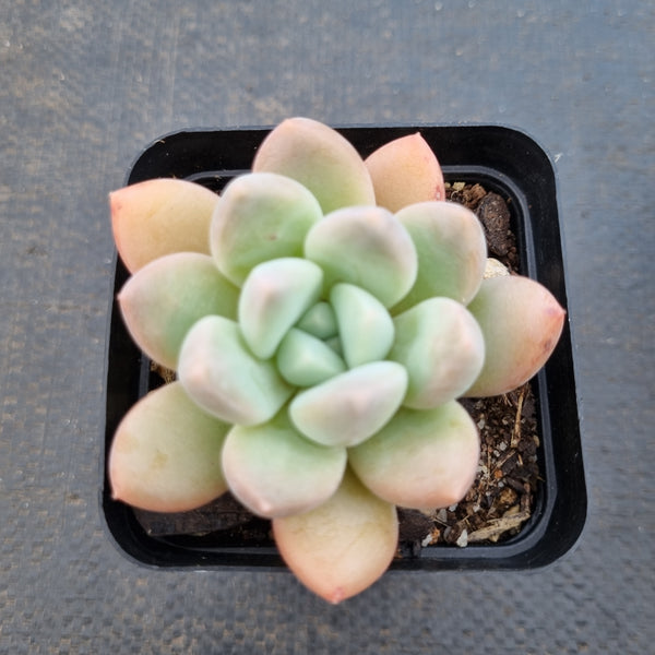 *GLGhybrid(1-1614) Pachyveria Elaine hybrid 香水杂