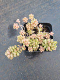 GLGhybrid Graptopetalum Cherry Danko 樱丸