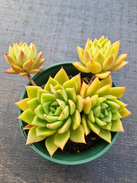 *GLGhybrid(2-67) Echeveria Agavoides Lipstick hybrid 口红杂