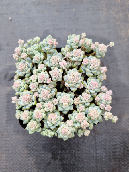*GLGhybrid(1-367) Sedum Perezdelarosae hybrid 焦糖精灵杂