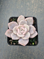 Graptopetalum Superbum x Laui 华雪/Graptoveria pink laui 粉雪莲