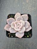 Graptopetalum Superbum x Laui 华雪/Graptoveria pink laui 粉雪莲