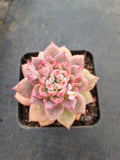 Echeveria 'Frosty Bloom' (霜花 E. prolifica hybrid)