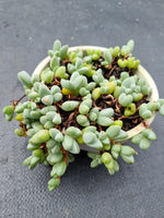 11cm pot Braunsia maximiliani 碧玉莲 11cm盆