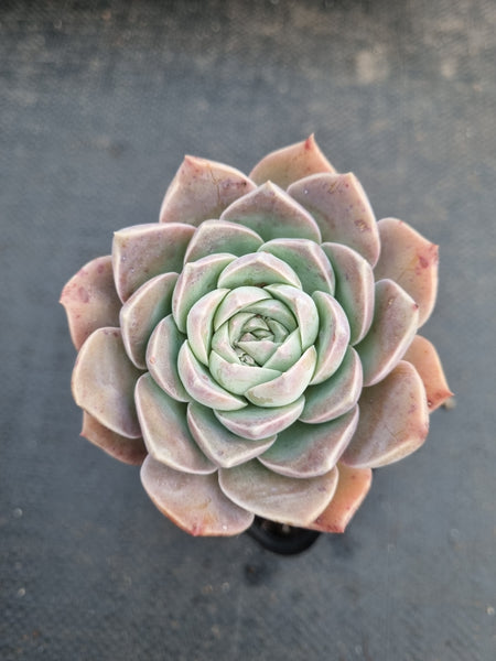 *GLGhybrid(1-962) Echeveria Elegans 'Alba' hybrid 白月影杂