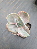 Echeveria Decora (variegated plants) 德克拉锦