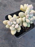 *GLGhybrid(1-1227) Graptopetalum Mendozae hybrid 丸姬杂