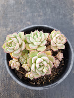 *GLGhybrid (2-95) Echeveria Secunda hybrid 赛康达杂