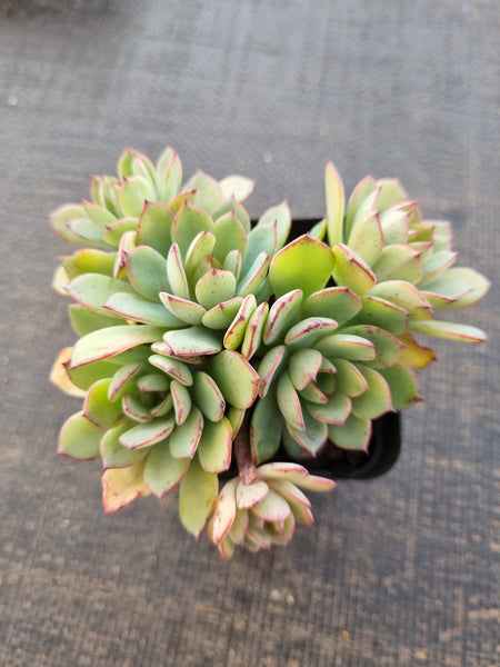 *GLGhybrid(1-832) Echeveria Ballsii Hybrid 灰姑娘杂