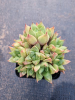Haworthia Cuspidata