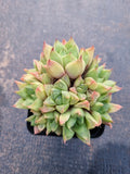 Haworthia Cuspidata