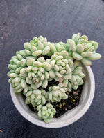 11cm pot Sedum Clavatum R. T. Clausen 凝脂莲11cm盆