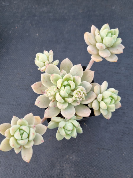 *GLGhybrid(1-1077) Echeveria prolifica hybrid 粉蔓杂