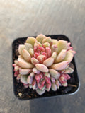 Echeveria Jelly Jam 回声