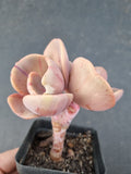 *GLGhybrid(1-1069) Echeveria hybrid